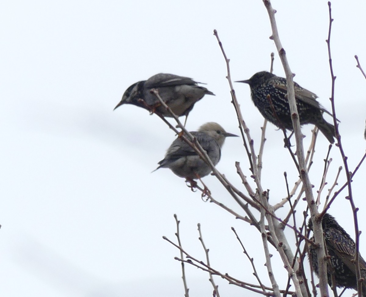 White-cheeked Starling - ML620166833