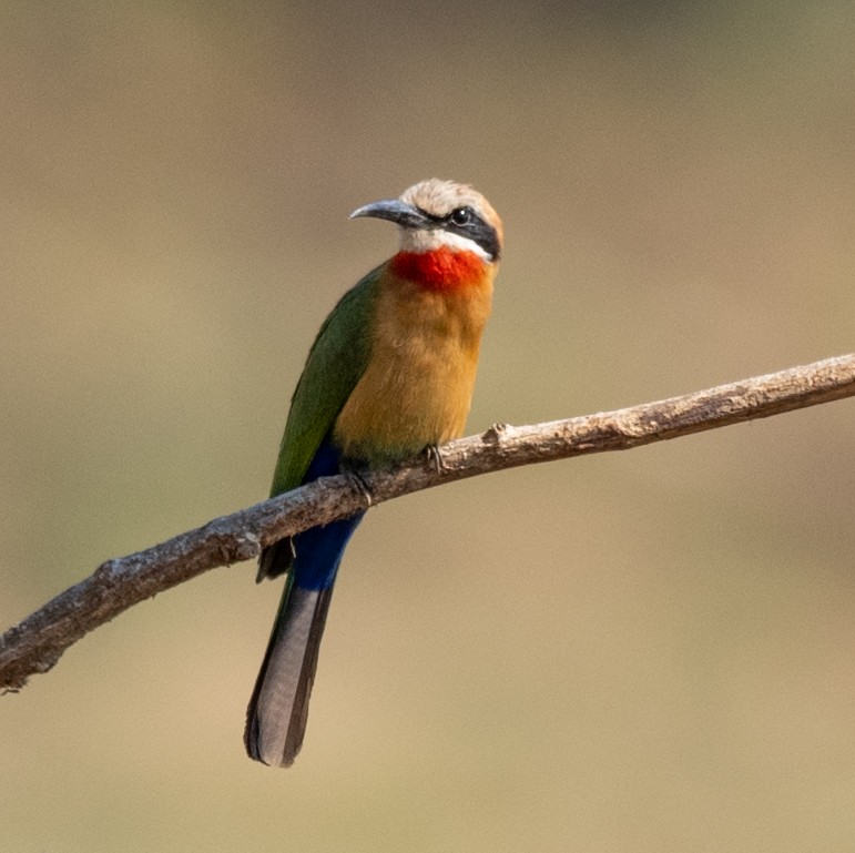 White-fronted Bee-eater - ML620166834