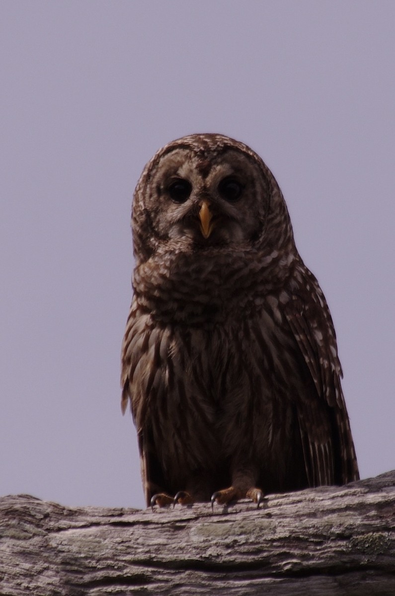 Barred Owl - ML620166836
