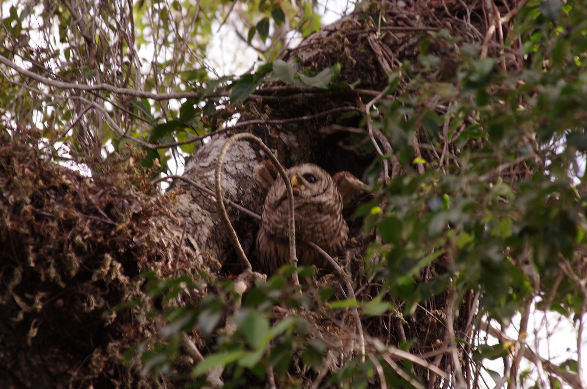 Barred Owl - robert beauchamp