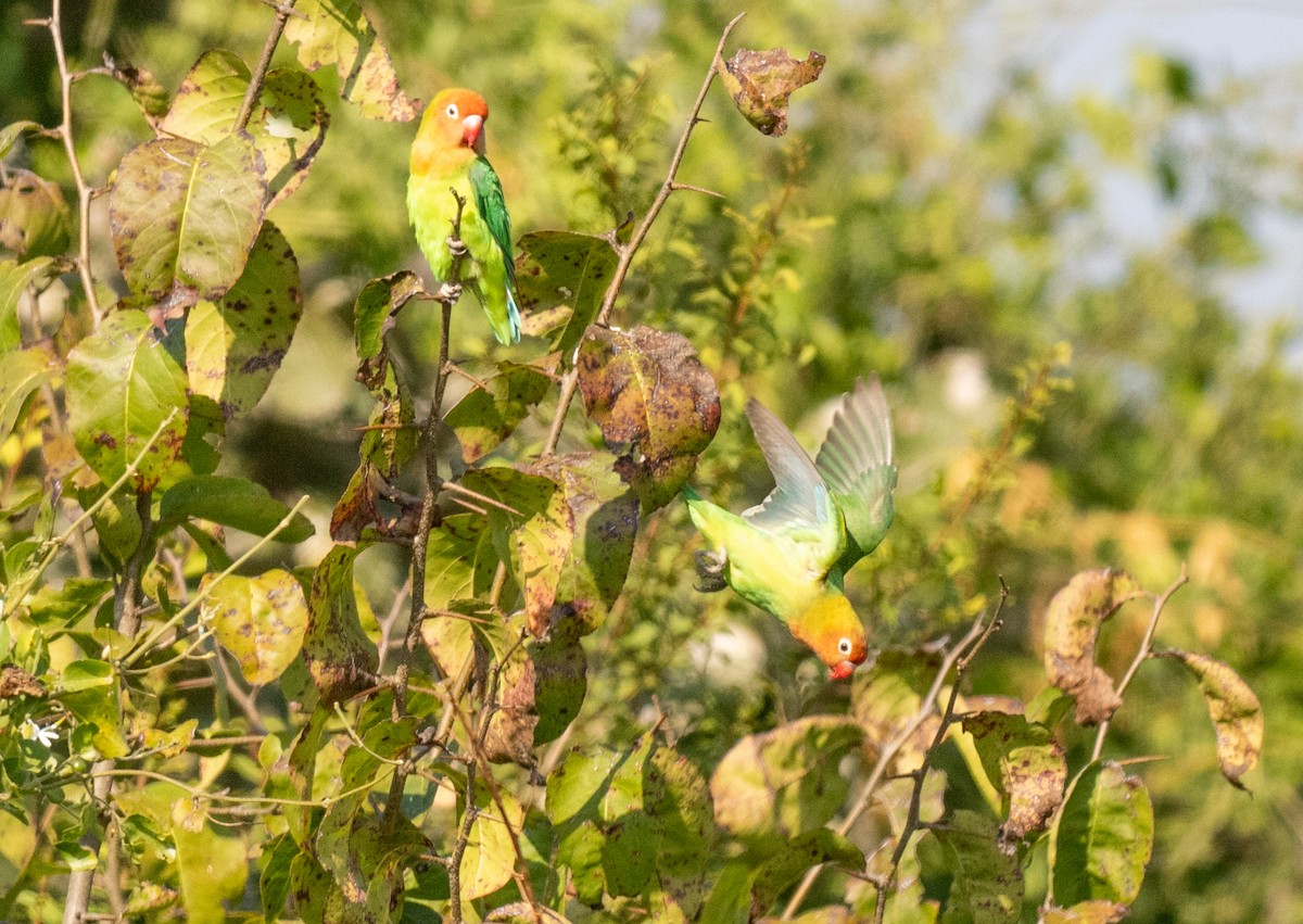 Lilian's Lovebird - ML620166839