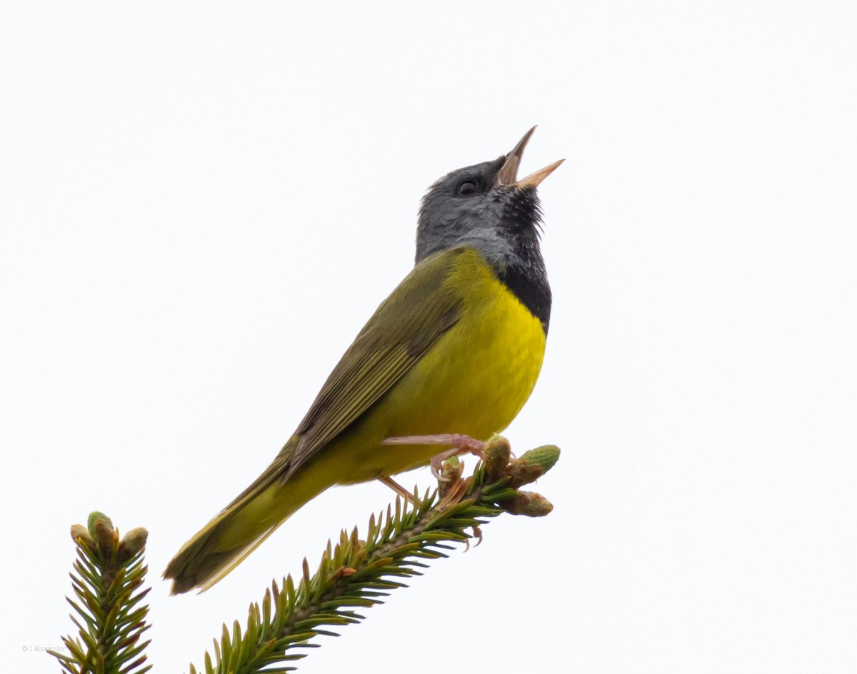 Mourning Warbler - ML620166841