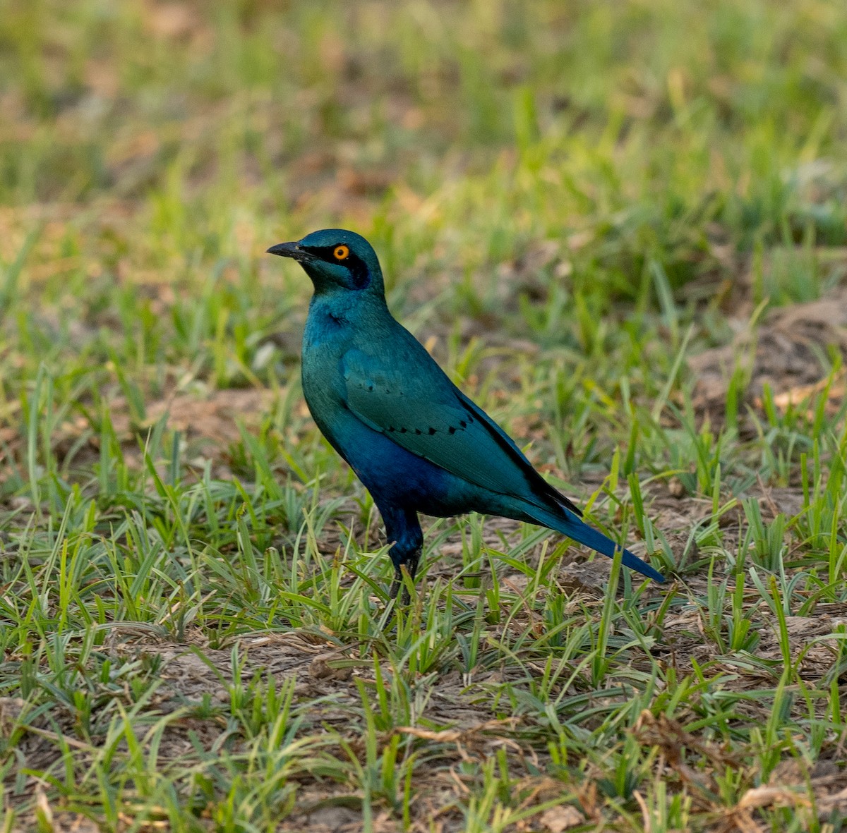 Greater Blue-eared Starling - ML620166842