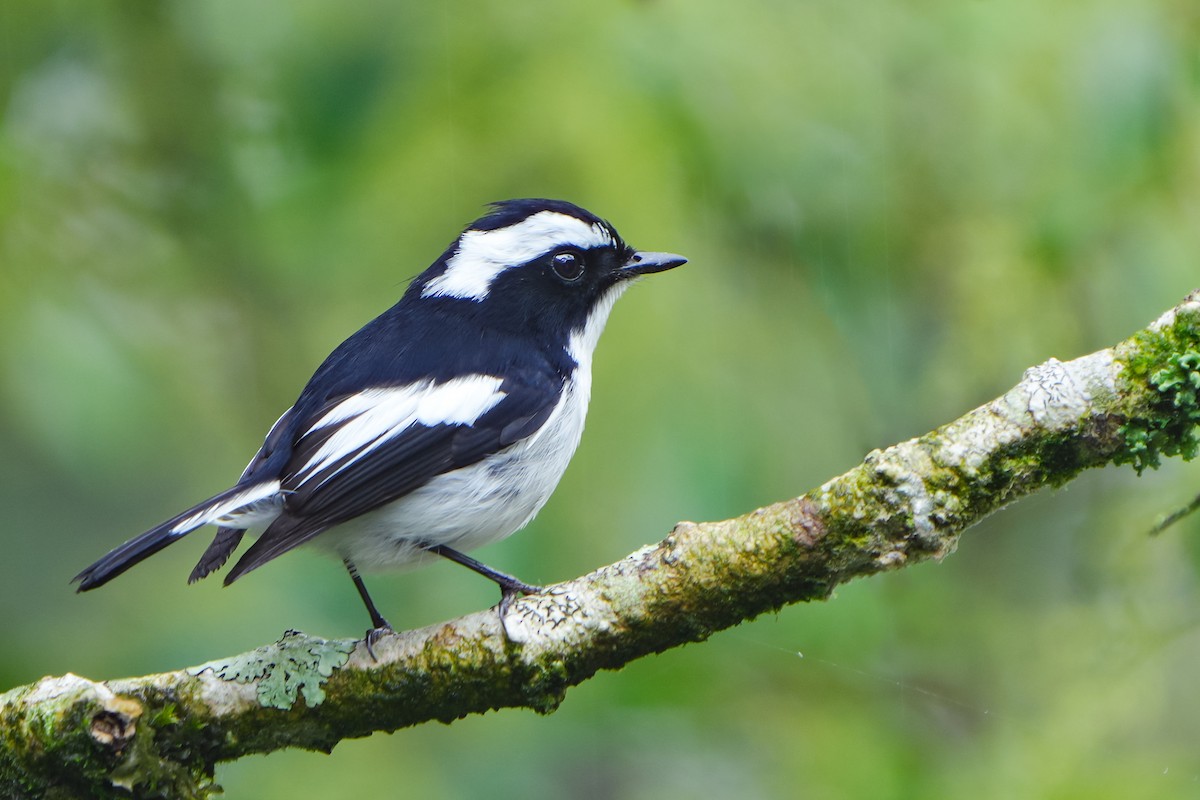 Little Pied Flycatcher - ML620166845