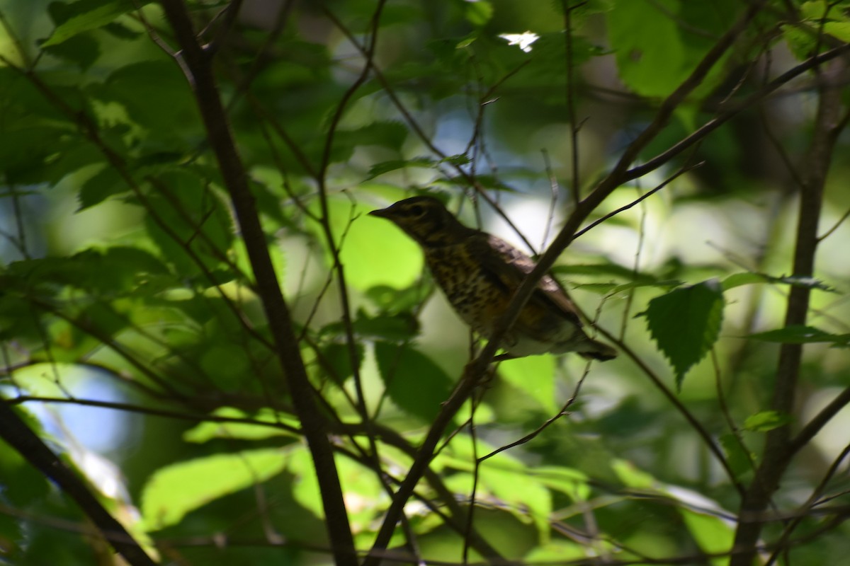 American Robin - ML620166846