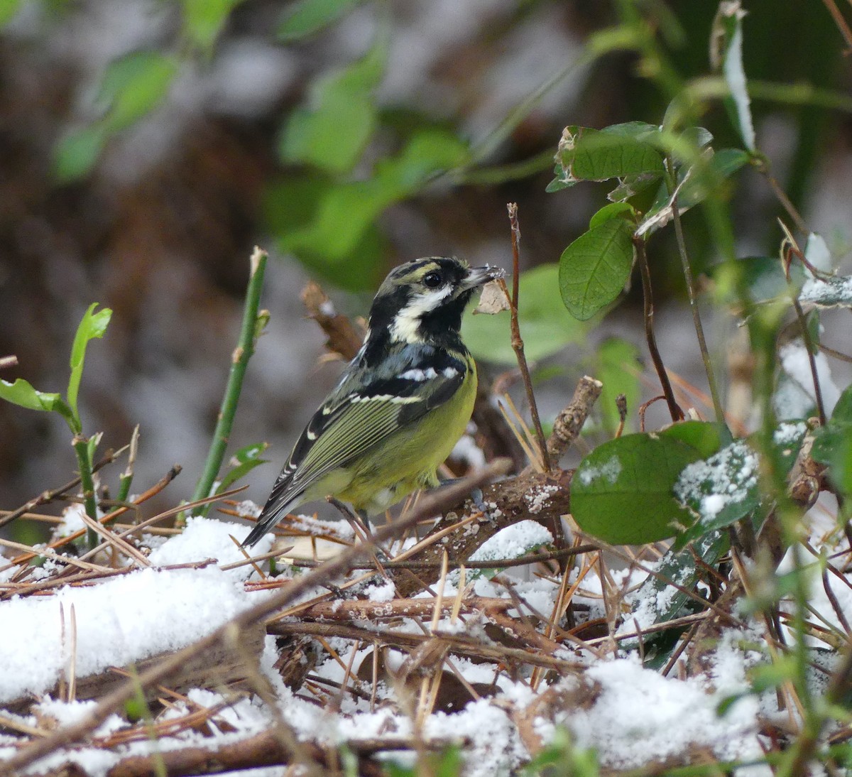 Yellow-bellied Tit - ML620166849