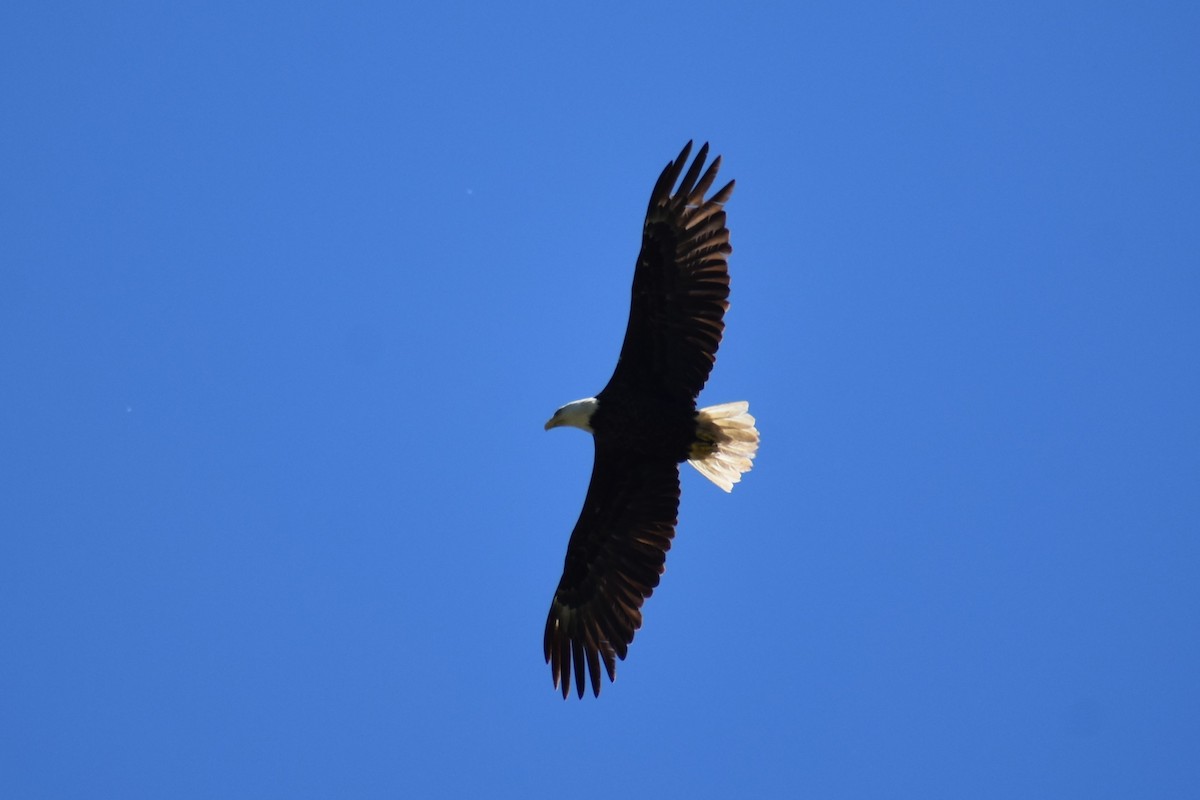 Bald Eagle - ML620166854