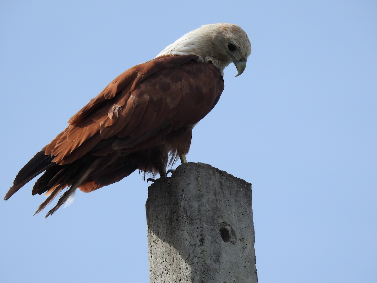 Brahminy Kite - ML620166855