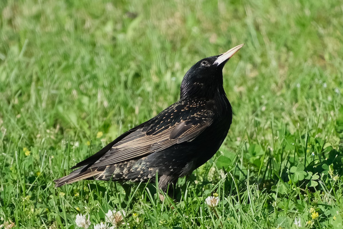 European Starling - ML620166858