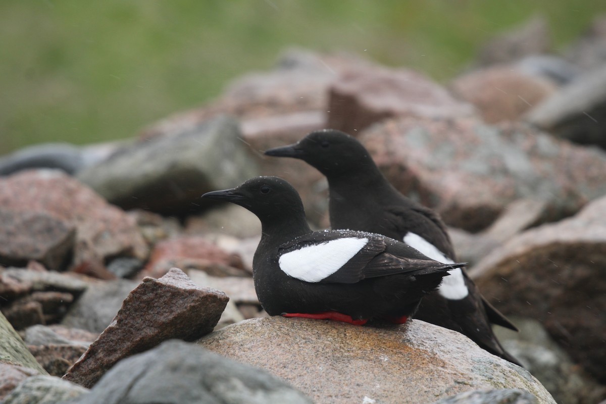 Black Guillemot (grylle Group) - ML620166859