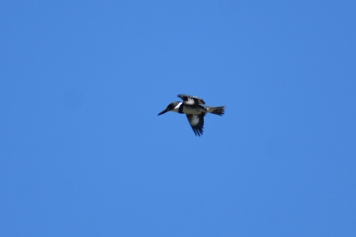 Belted Kingfisher - ML620166862