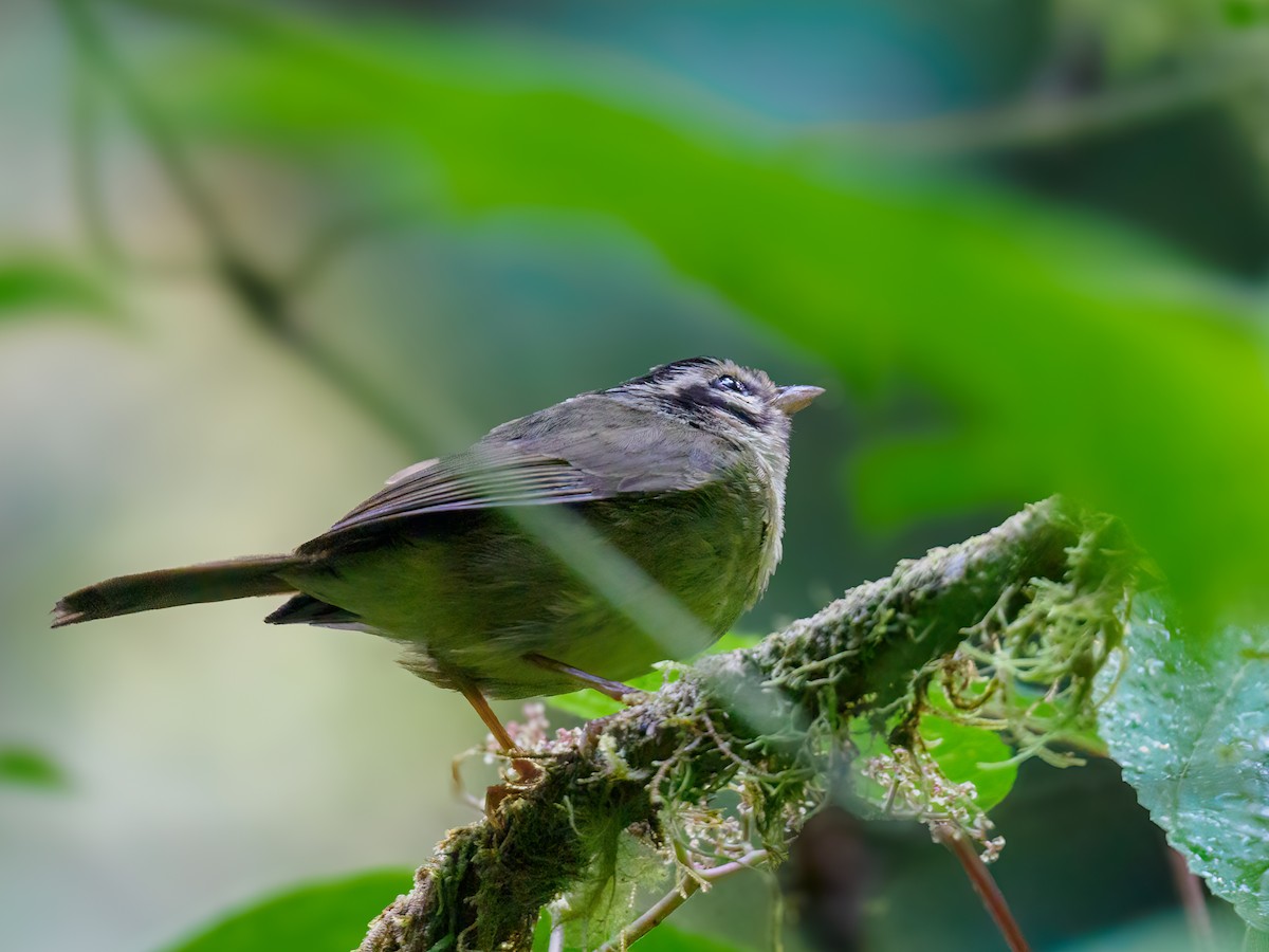 Paruline du Costa Rica - ML620166864