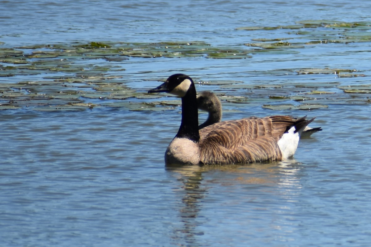 Canada Goose - ML620166868