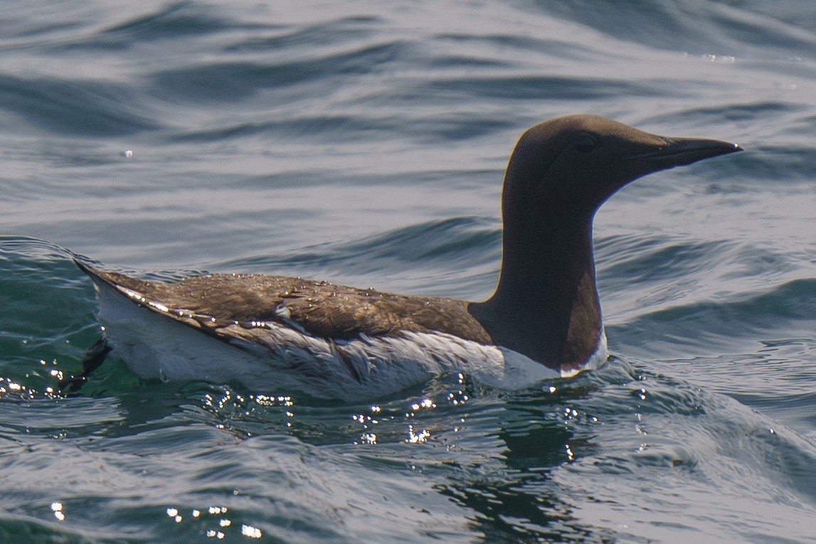 Common Murre - ML620166872