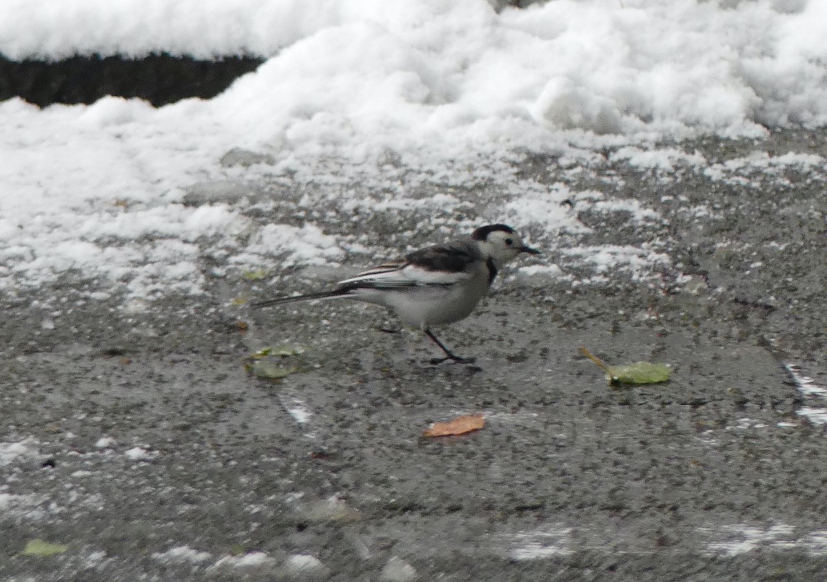 White Wagtail - ML620166874