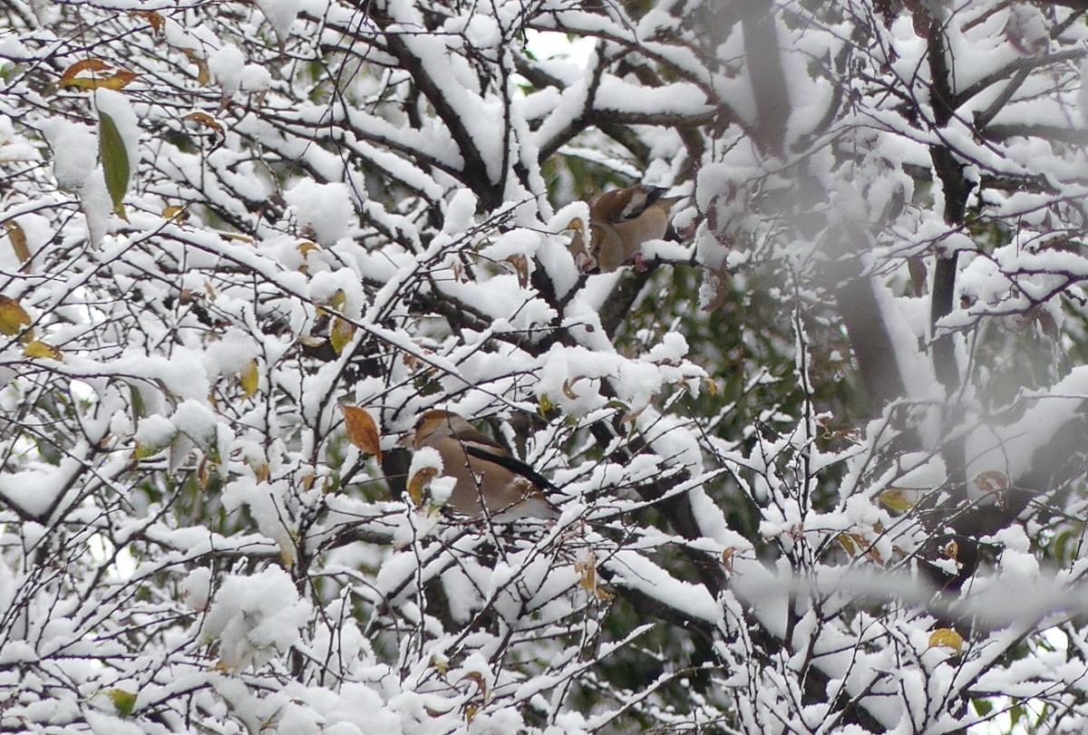 Hawfinch - ML620166876