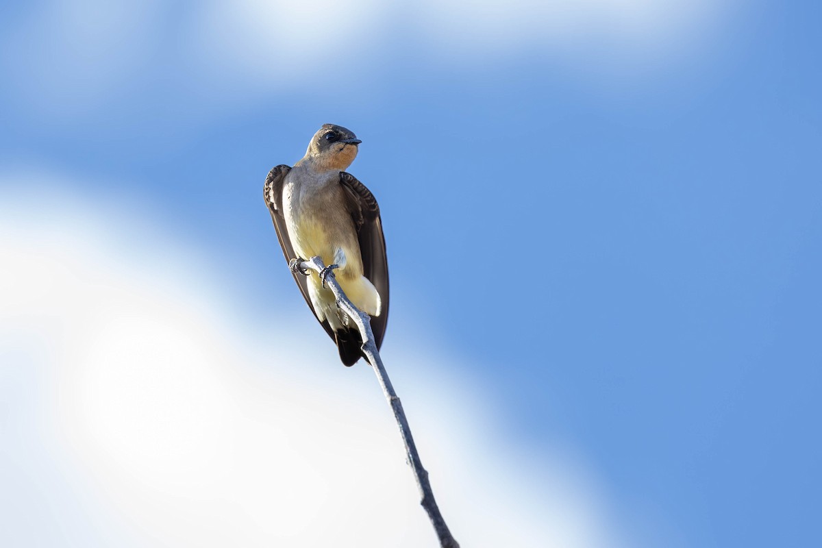 Southern Rough-winged Swallow - ML620166877