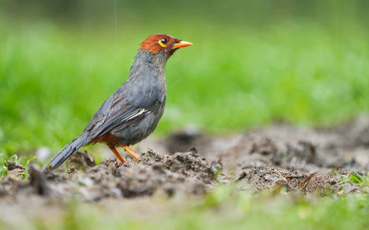 Chestnut-hooded Laughingthrush - ML620166878