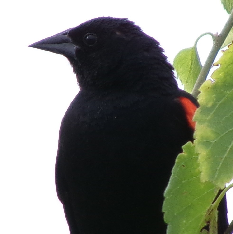 Red-winged Blackbird - ML620166879