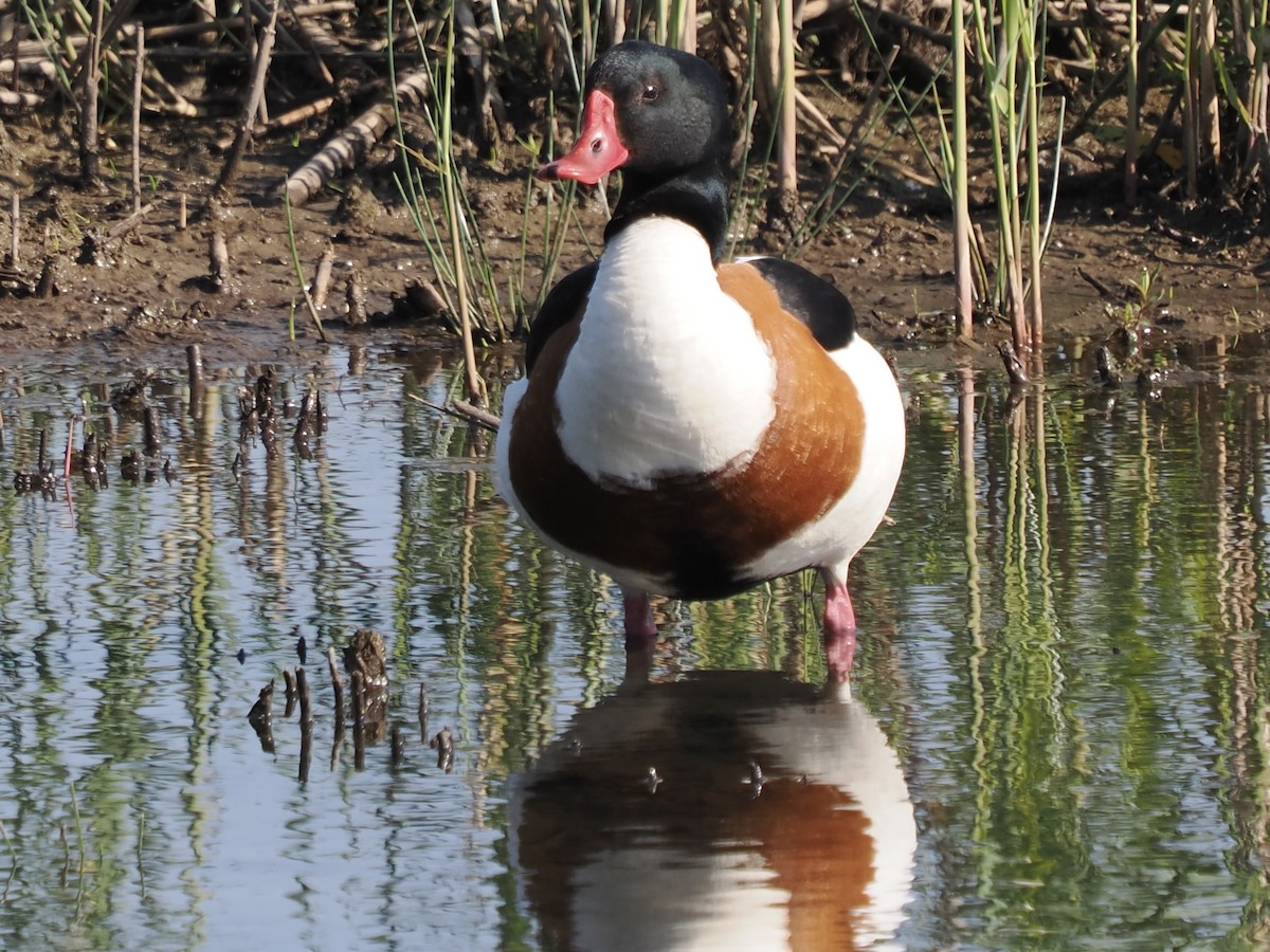 Common Shelduck - ML620166881