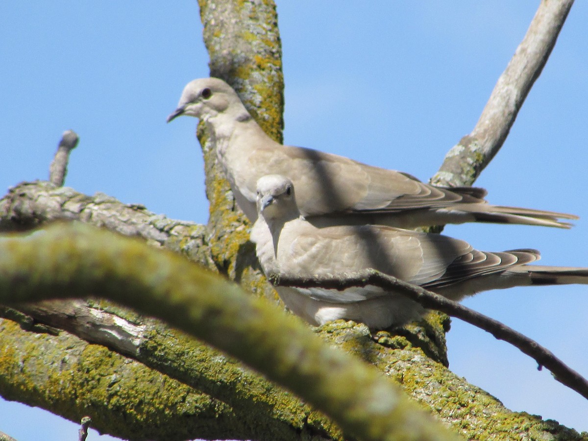 Eurasian Collared-Dove - ML620166886