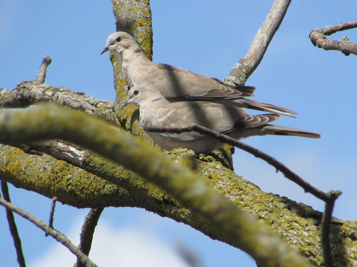 Türkentaube - ML620166887