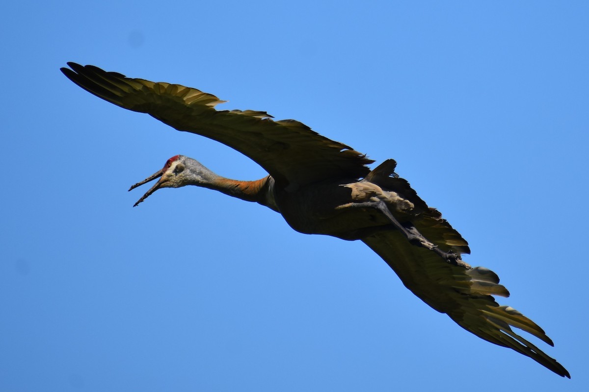 Sandhill Crane - ML620166905