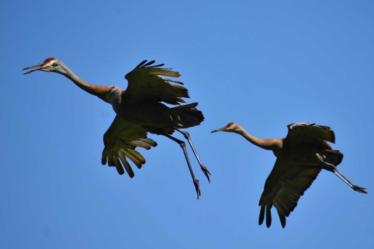 Sandhill Crane - ML620166906