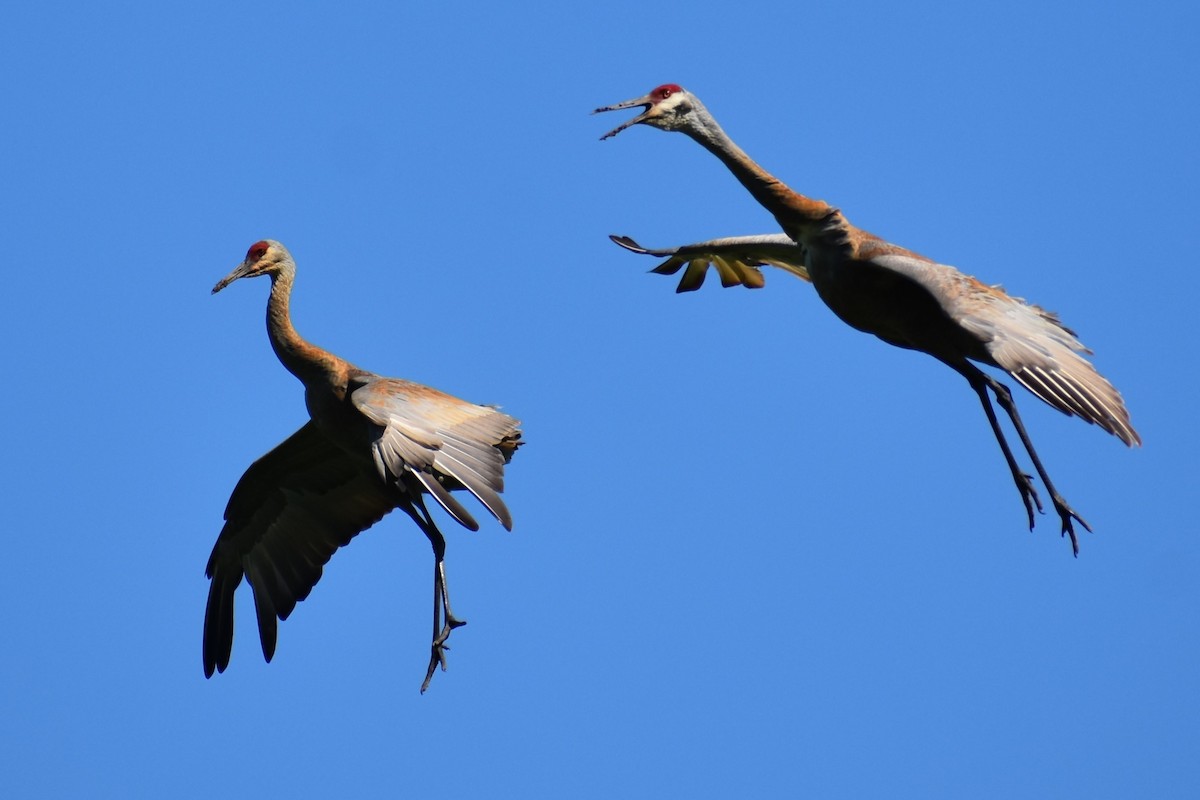 Sandhill Crane - ML620166909