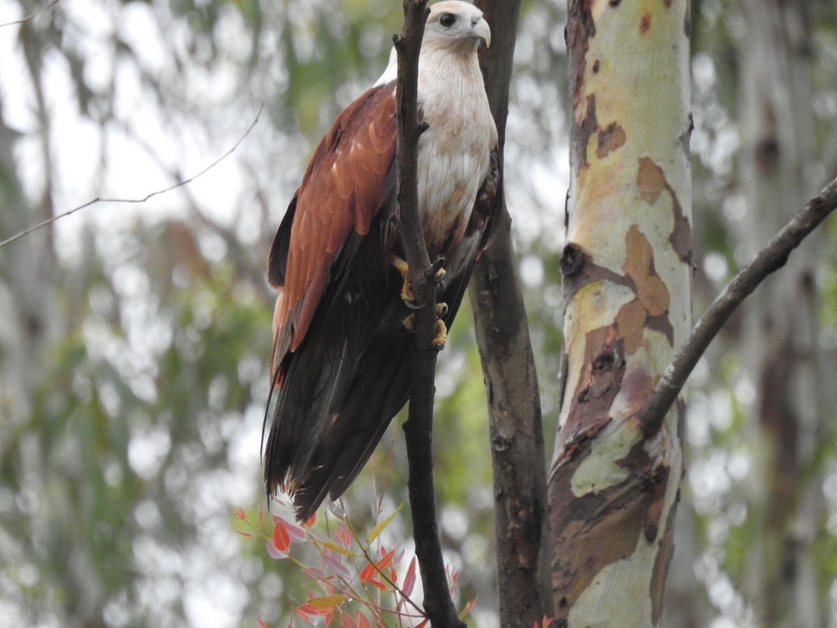 Brahminy Kite - ML620166914