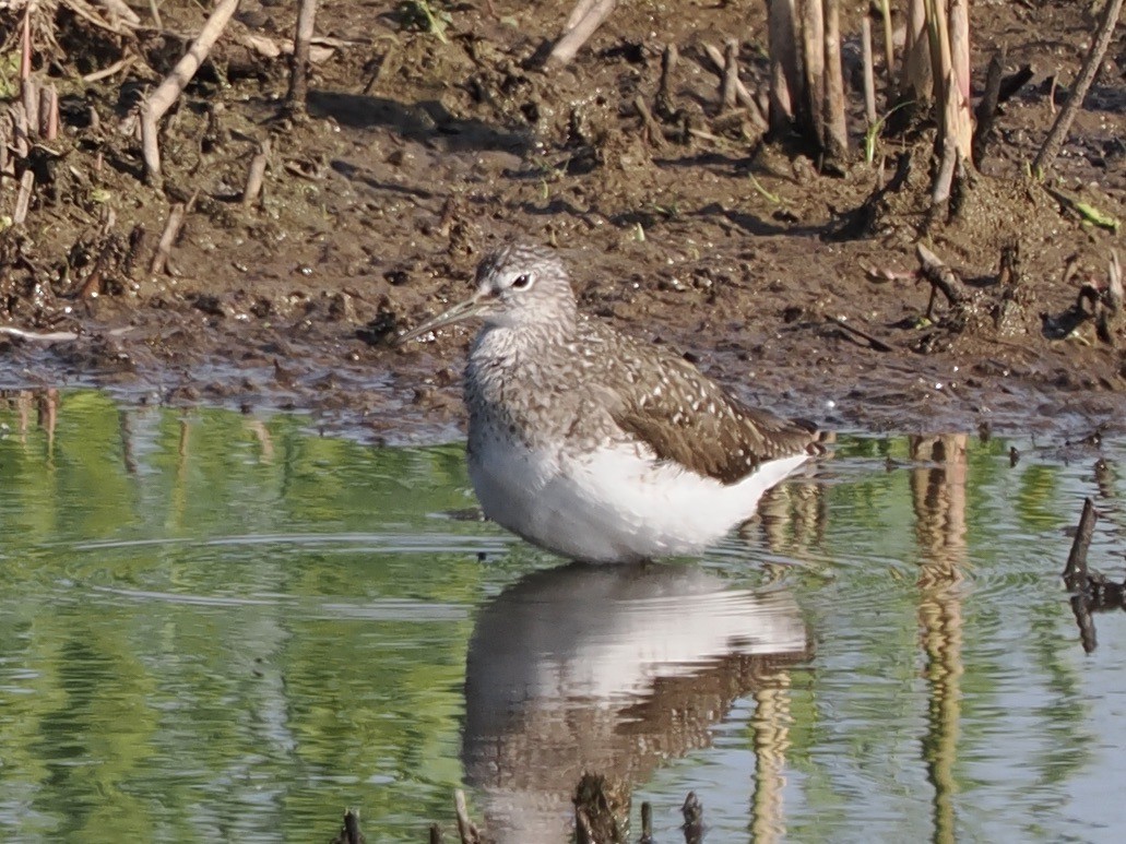 Common Sandpiper - ML620166935