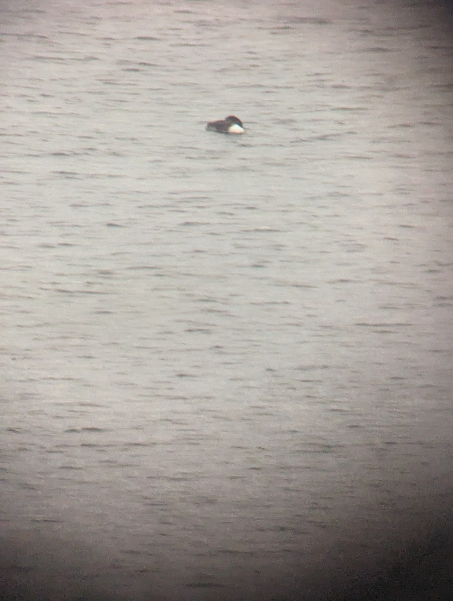 Common Loon - ML620166941