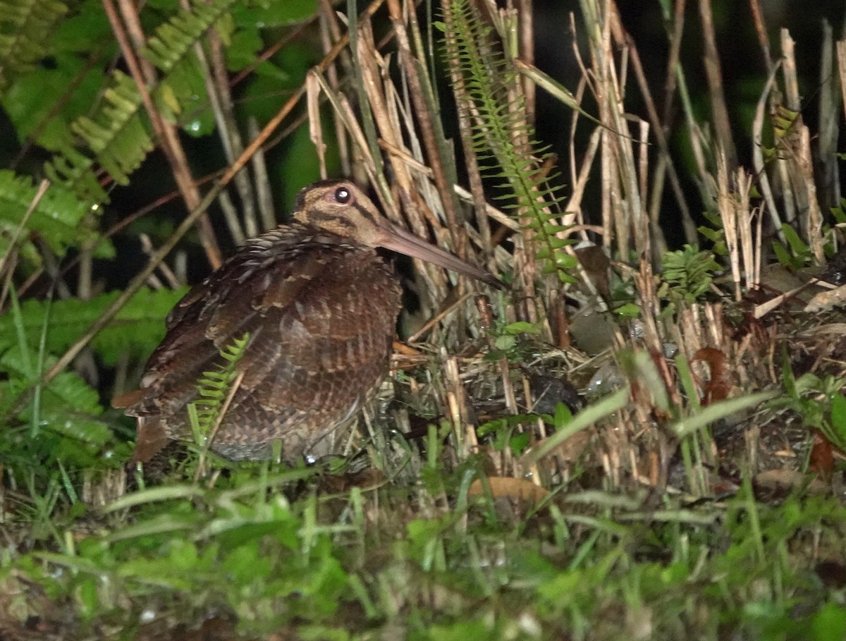 Amami Woodcock - ML620166951