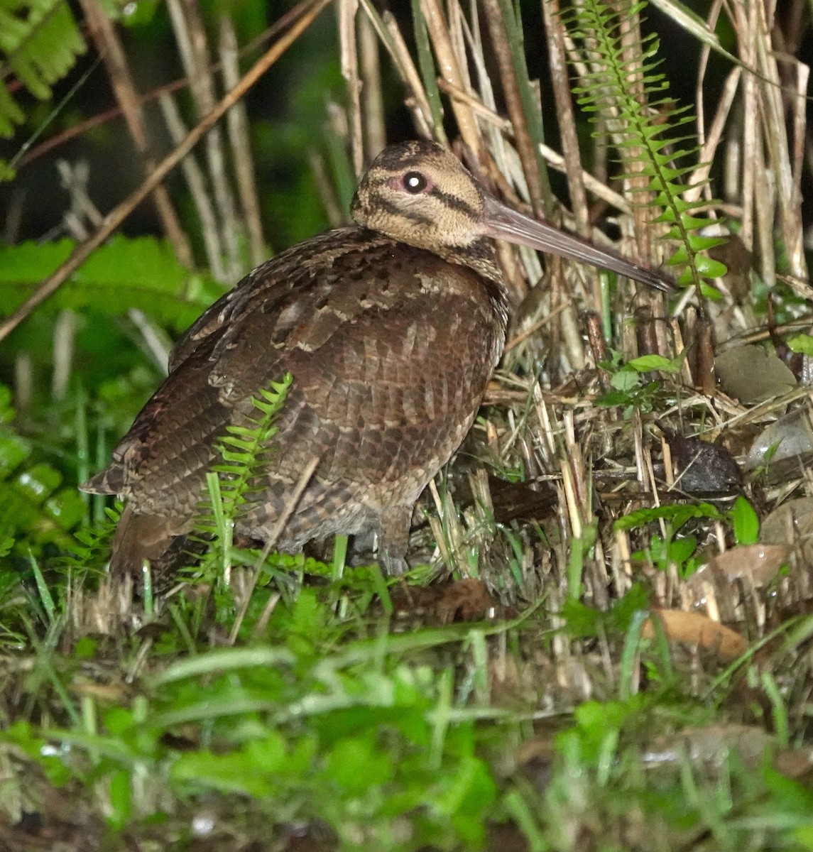 Amami Woodcock - ML620166954