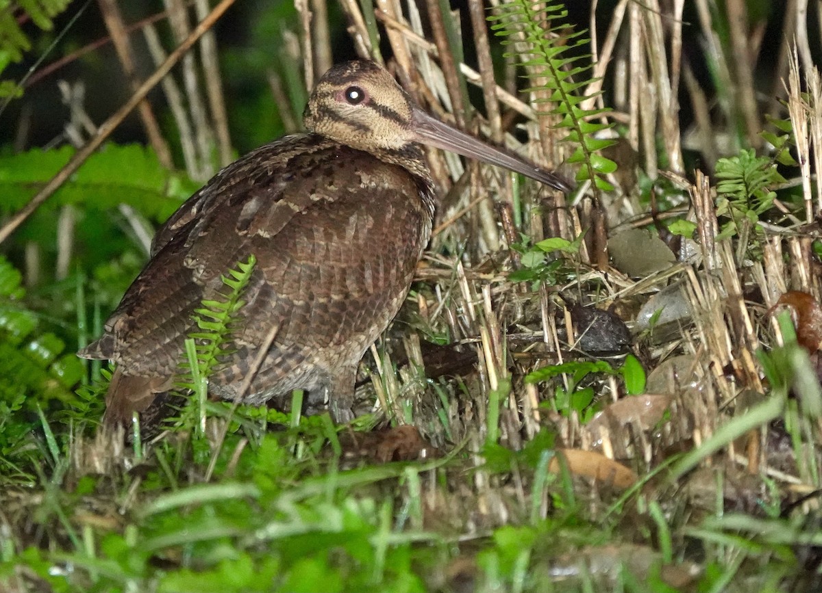 Amami Woodcock - ML620166955