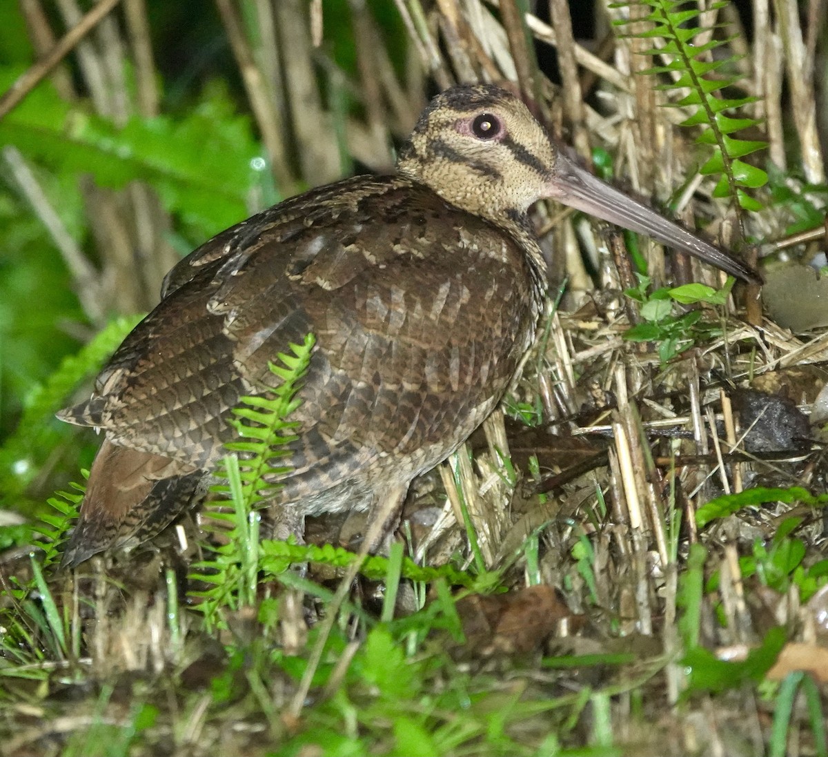 Amami Woodcock - ML620166959