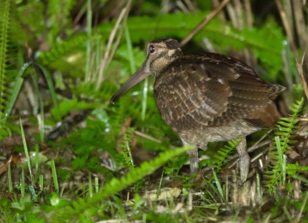 Amami Woodcock - ML620166961