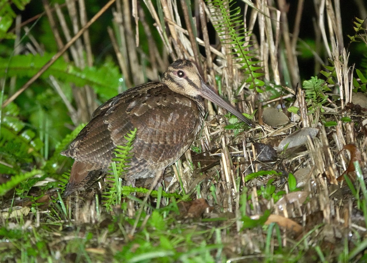 Amami Woodcock - ML620166964