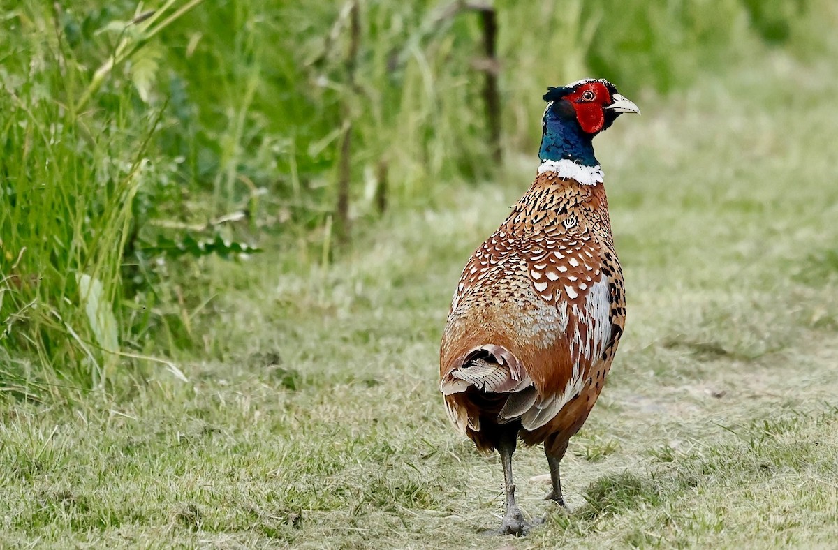 Ring-necked Pheasant - ML620166979