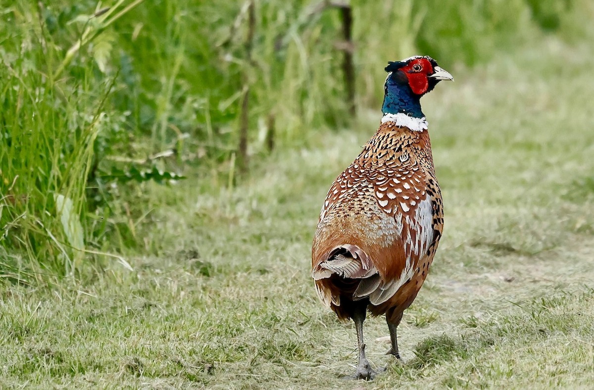 Ring-necked Pheasant - Jan Hansen