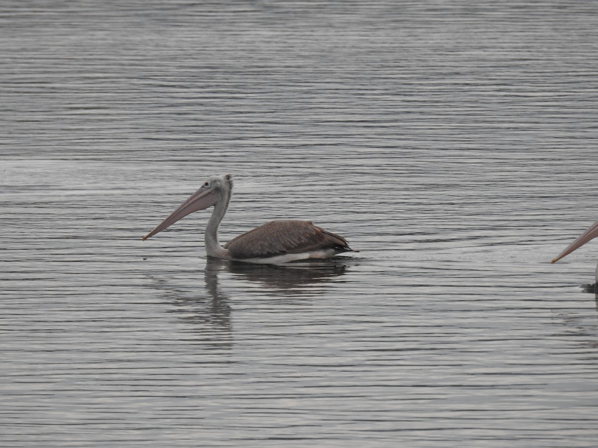 Spot-billed Pelican - ML620166987