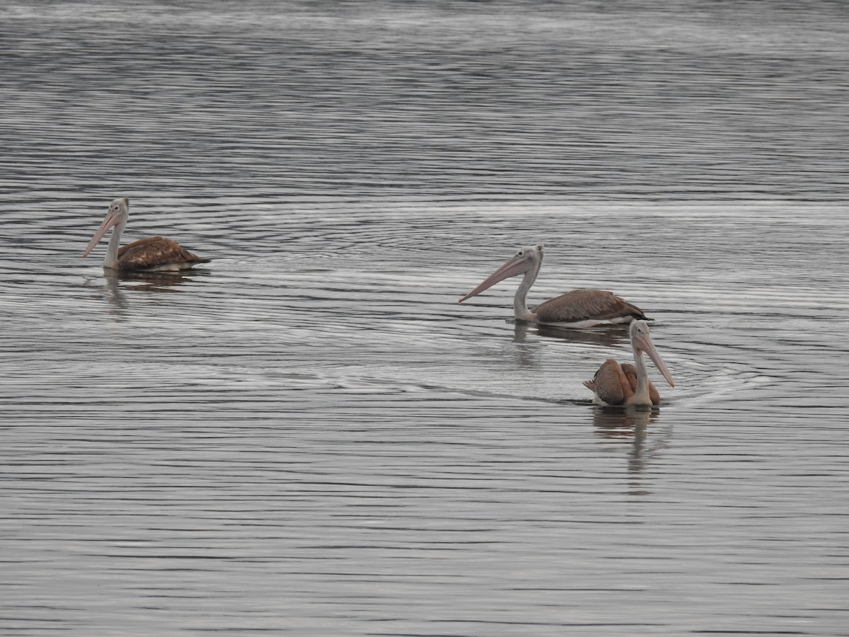 Spot-billed Pelican - ML620166990