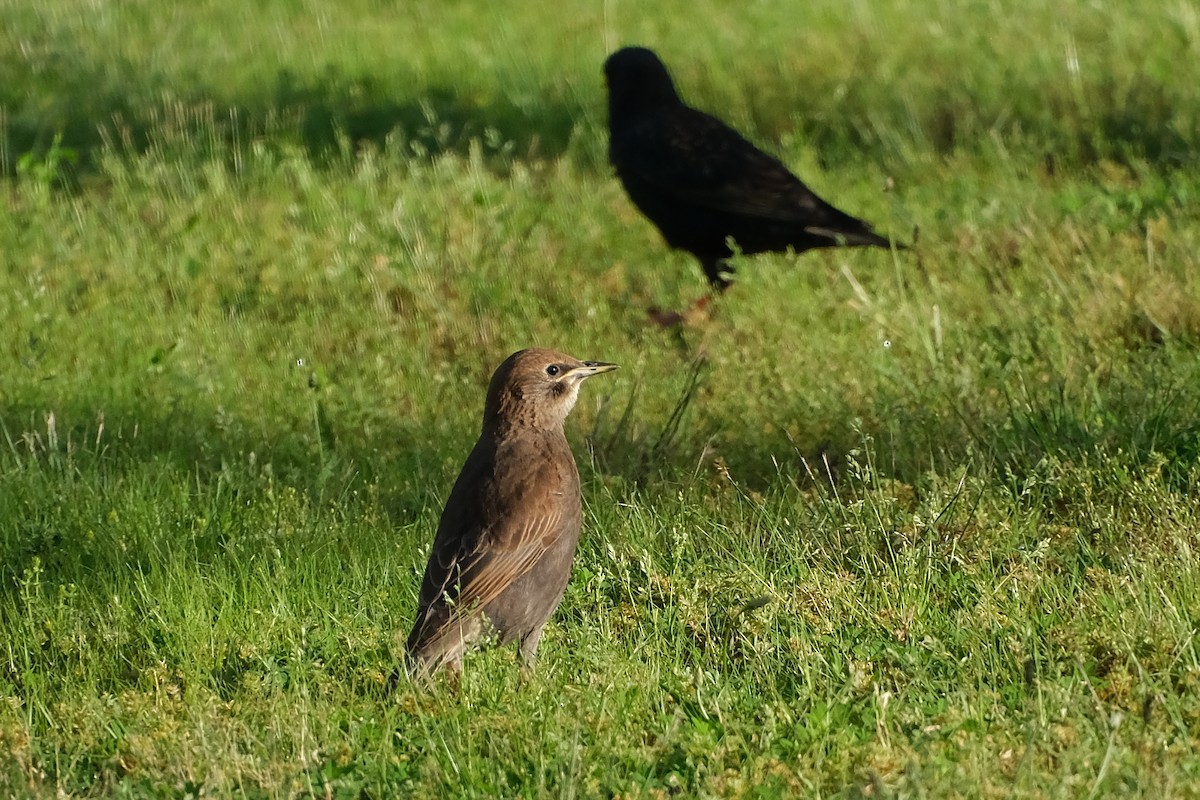 European Starling - ML620166992