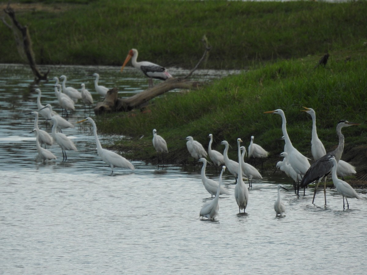 Great Egret - ML620167026