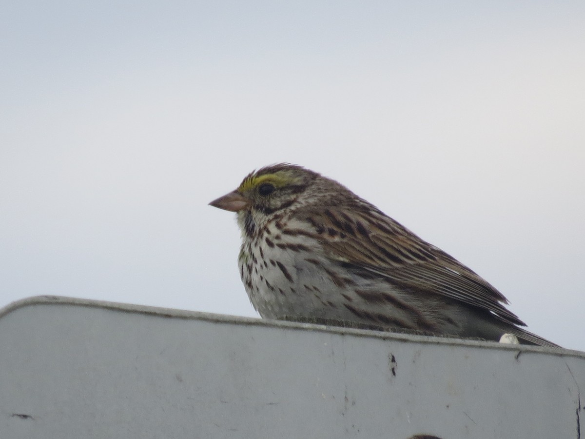 Savannah Sparrow - ML620167027