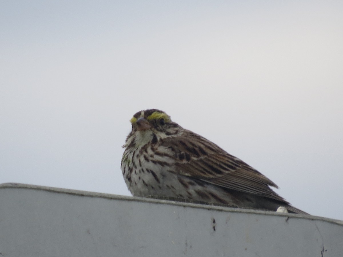 Savannah Sparrow - ML620167028