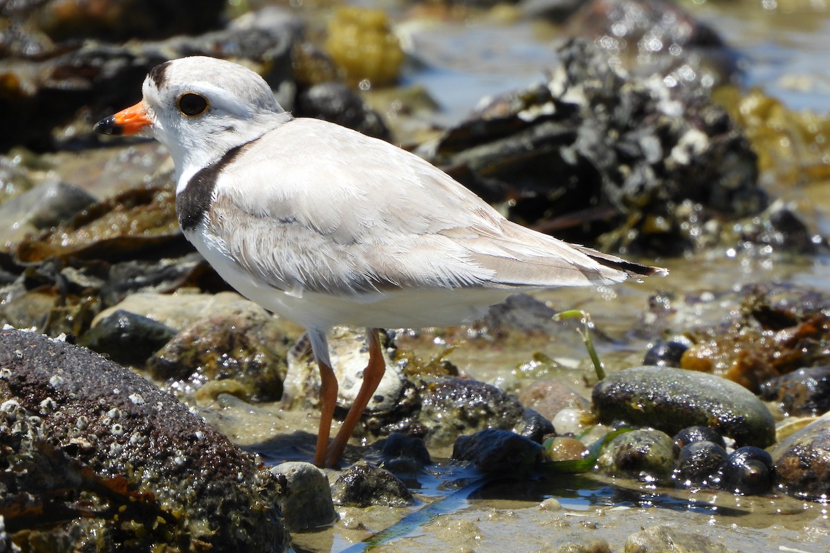 Piping Plover - ML620167029