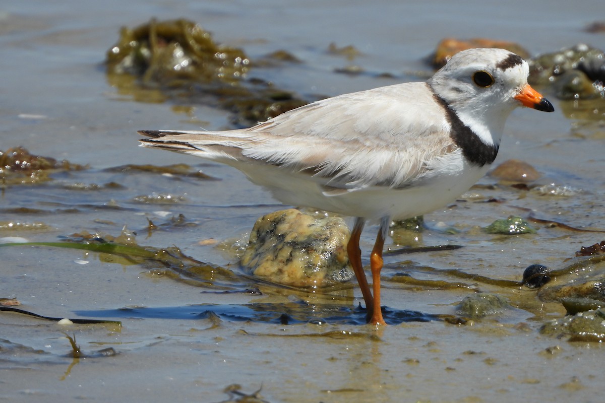Piping Plover - ML620167030