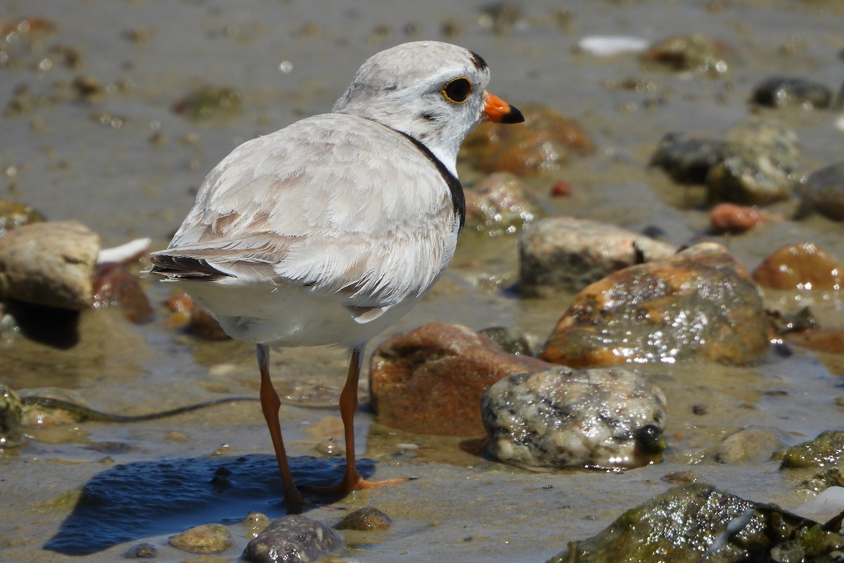 Piping Plover - ML620167031