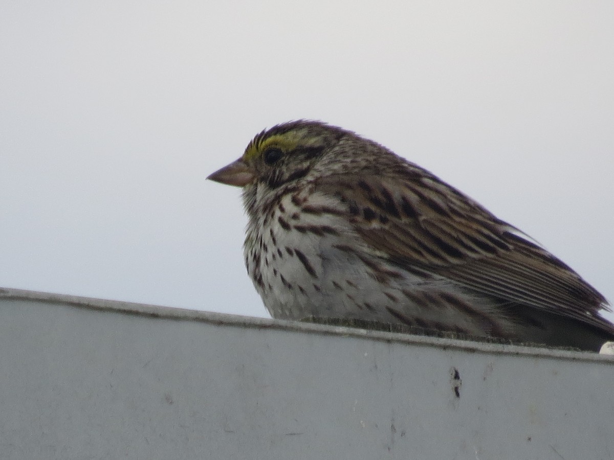 Savannah Sparrow - ML620167033